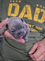 Max, a male Frenchton for sale in Vershire, VT – 1 of 7