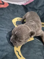 Jade, a female Frenchton for sale in Vershire, VT – 5 of 7