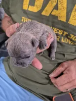 Max, a male Frenchton for sale in Vershire, VT – 5 of 7