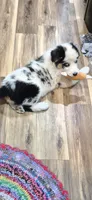 Rufus, a male Australian Shepherd for sale in Vershire, VT – 1 of 1