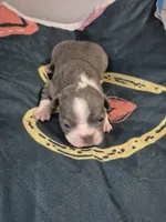 Amy, a female Frenchton for sale in Vershire, VT – 3 of 6