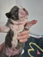Amy, a female Frenchton for sale in Vershire, VT – 1 of 6