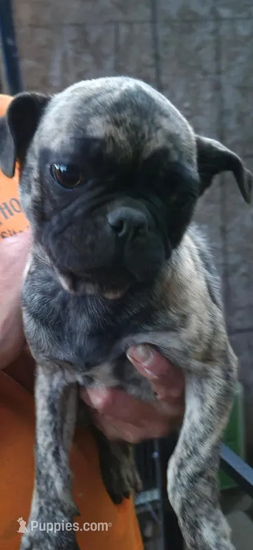 molly – French Bulldog, Pug puppy for sale in Vershire, VT