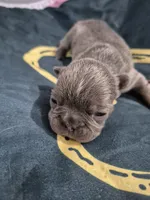 Jade, a female Frenchton for sale in Vershire, VT – 4 of 7