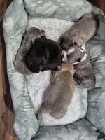 Zeus, a male Frenchton for sale in Vershire, VT – 7 of 7