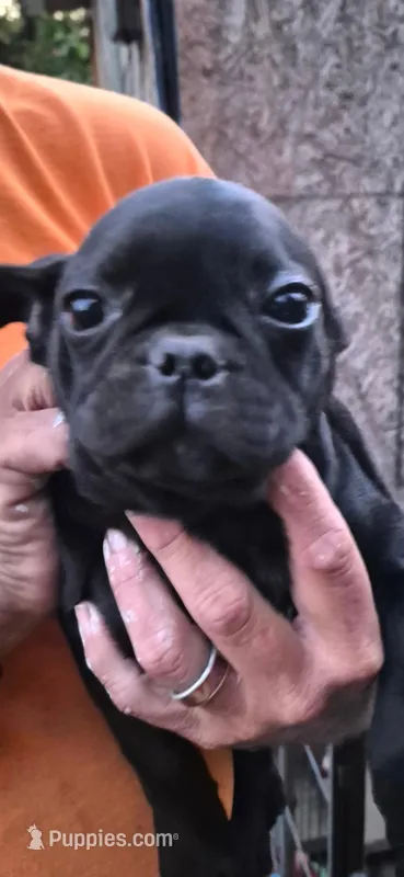 zippy – French Bulldog, Pug puppy for sale in Vershire, VT