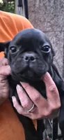 zippy, a male French Bulldog and Pug for sale in Vershire, VT – 1 of 1
