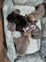 Zeus, a male Frenchton for sale in Vershire, VT – 6 of 7