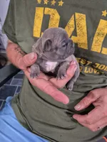 Max, a male Frenchton for sale in Vershire, VT – 3 of 7