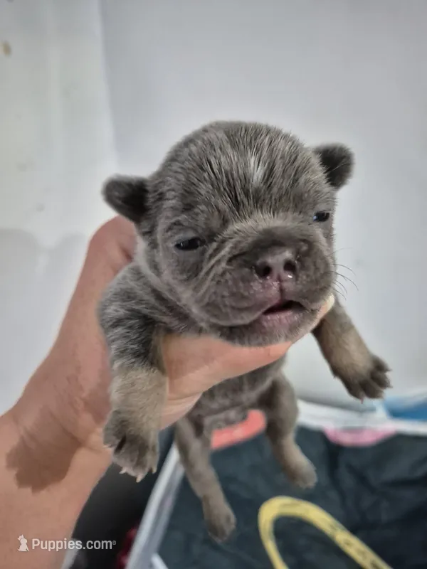 Jade – Frenchton puppy for sale in Vershire, VT