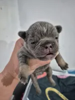 Jade, a female Frenchton for sale in Vershire, VT – 1 of 7
