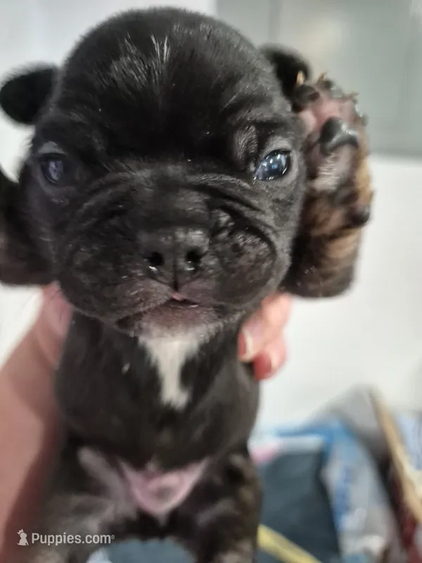 Zeus – Frenchton puppy for sale in Vershire, VT