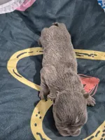 Jade, a female Frenchton for sale in Vershire, VT – 2 of 7
