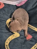 Bubbles, a female Frenchton for sale in Vershire, VT – 3 of 6