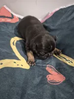 Zeus, a male Frenchton for sale in Vershire, VT – 3 of 7