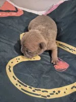 Bubbles, a female Frenchton for sale in Vershire, VT – 2 of 6