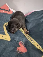 Zeus, a male Frenchton for sale in Vershire, VT – 2 of 7