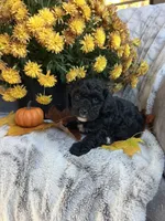 Wilbur , a male Poodle - Toy  for sale in Bonduel, WI – 2 of 3
