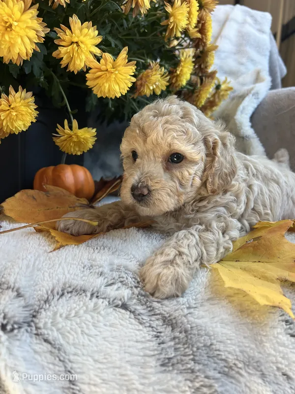 Liz – Poodle - Toy  puppy for sale in Bonduel, WI