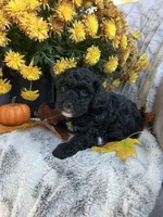 Wilbur , a male Poodle - Toy  for sale in Bonduel, WI – 3 of 3