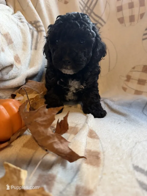 Wilbur  – Poodle - Toy  puppy for sale in Bonduel, WI