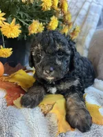 Matt, a male Poodle - Toy  for sale in Bonduel, WI – 2 of 3