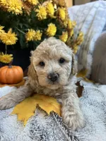 Liz, a female Poodle - Toy  for sale in Bonduel, WI – 2 of 3