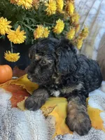 Matt, a male Poodle - Toy  for sale in Bonduel, WI – 3 of 3