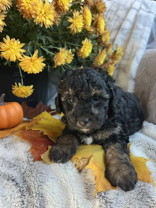 Matt – Poodle - Toy  puppy for sale in Bonduel, WI
