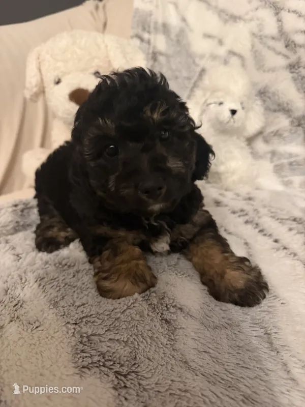 Matt – Poodle - Toy  puppy for sale in Bonduel, WI