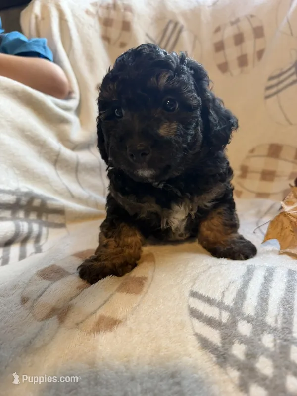 Matt – Poodle - Toy  puppy for sale in Bonduel, WI