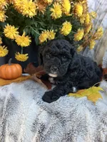 Wilbur , a male Poodle - Toy  for sale in Bonduel, WI – 1 of 3