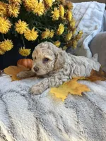 Liz, a female Poodle - Toy  for sale in Bonduel, WI – 3 of 3