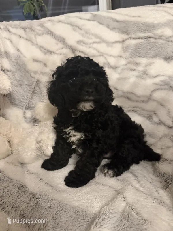 Wilbur  – Poodle - Toy  puppy for sale in Bonduel, WI