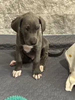 Storm, a male Great Dane for sale in Haines City, FL – Photo 5 of 10