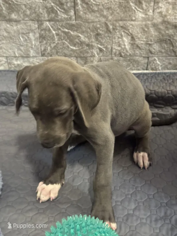 Storm – Great Dane puppy for sale in Haines City, FL