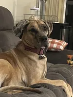 Storm, a male Great Dane for sale in Haines City, FL – Photo 8 of 10