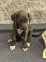 Storm, a male Great Dane for sale in Haines City, FL – Photo 2 of 10