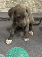 Storm, a male Great Dane for sale in Haines City, FL – Photo 4 of 10