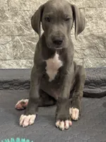 Storm, a male Great Dane for sale in Haines City, FL – Photo 3 of 10