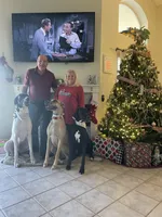 Storm, a male Great Dane for sale in Haines City, FL – Photo 10 of 10