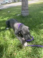 Luica, a female Great Dane for sale in Haines City, FL – 3 of 10