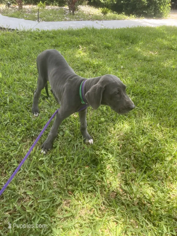 Marida – Great Dane puppy for sale in Haines City, FL