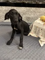 Delilah, a female Great Dane for sale in Haines City, FL – Photo 5 of 7