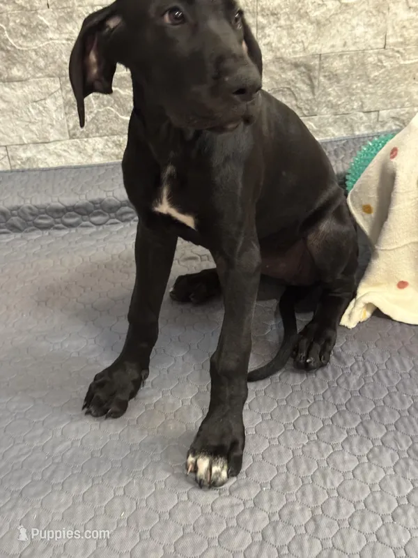 Delilah – Great Dane puppy for sale in Haines City, FL
