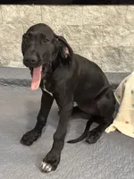 Delilah, a female Great Dane for sale in Haines City, FL – Photo 2 of 7