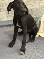 Delilah, a female Great Dane for sale in Haines City, FL – Photo 3 of 7