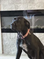 Delilah, a female Great Dane for sale in Haines City, FL – Photo 7 of 7