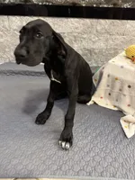 Delilah, a female Great Dane for sale in Haines City, FL – Photo 4 of 7