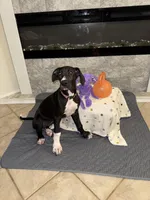 Dot, a female Great Dane for sale in Haines City, FL – Photo 2 of 5